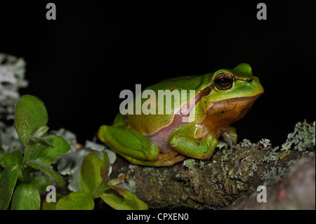 Europäische / gemeinsame Laubfrosch (Hyla Arborea) sitzen auf Flechten bedeckt Zweig der Busch in der Nacht Stockfoto