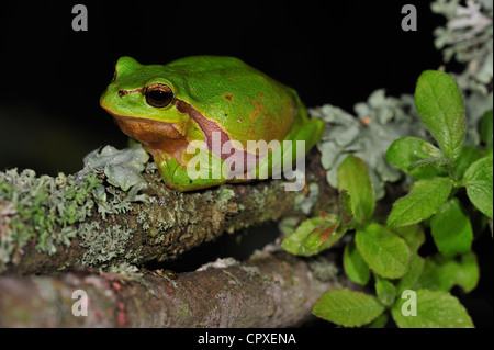 Europäische / gemeinsame Laubfrosch (Hyla Arborea) sitzen auf Flechten bedeckt Zweig der Strauch in der Nacht Stockfoto