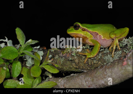 Europäische / gemeinsame Laubfrosch (Hyla Arborea) sitzen auf Flechten bedeckt Zweig der Strauch in der Nacht Stockfoto