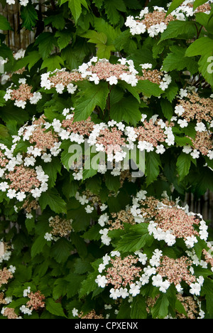 Viburnum Sargentii Onondaga Stockfoto