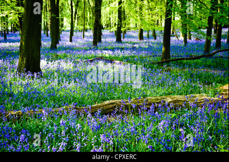 Glockenblumen in voller Blüte über dem Boden in einem Teppich aus blau in einem schönen Strand Baum Waldgebiet in Hertfordshire, England, UK Stockfoto