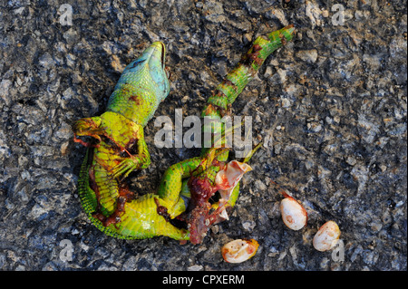 Western grüne Eidechse (Lacerta Bilineata), Roadkill Weibchen mit Eiern Stockfoto