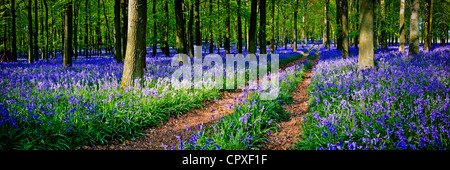 Glockenblumen in voller Blüte über dem Boden in einem Teppich aus blau in einem schönen Strand Baum Waldgebiet in Hertfordshire, England, UK Stockfoto