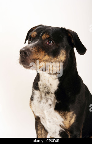 Porträt von Staffordshire Bull Terrier Hund in einem Studio. Stockfoto