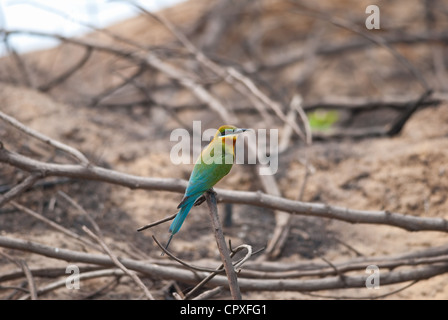 schöne blaue tailed Biene-Esser (Merops Philippinus) mitten in Thailand Stockfoto