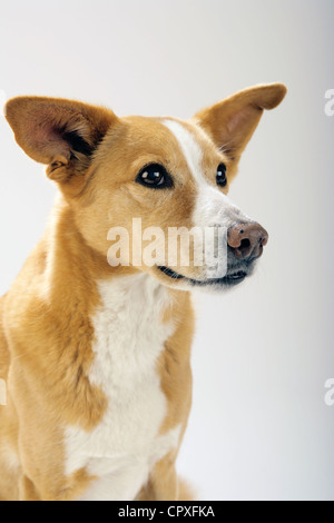 Porträt von einem goldenen braun / weiße Hund in einem Studio. Stockfoto