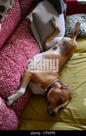 Verlegung auf Sofa in komischen Haltung Hund Stockfoto