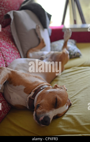 Verlegung auf Sofa in komischen Haltung Hund Stockfoto