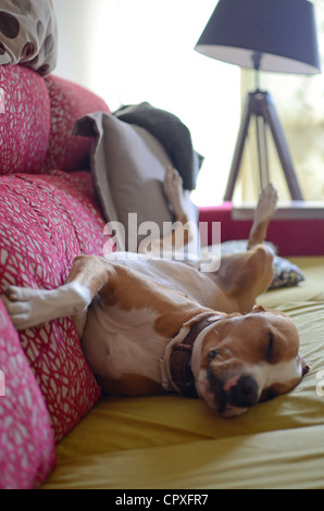 Verlegung auf Sofa in komischen Haltung Hund Stockfoto