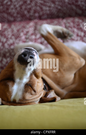 Verlegung auf Sofa in komischen Haltung Hund Stockfoto