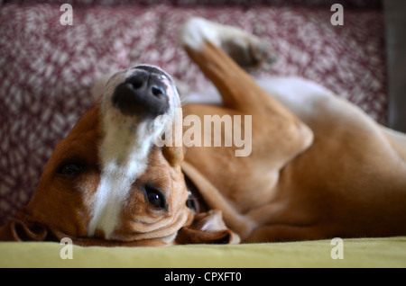 Verlegung auf Sofa in komischen Haltung Hund Stockfoto