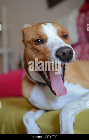 Hund gähnt während der Verlegung auf sofa Stockfoto