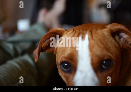 Entspannen Sie sich auf Sofa, neben Besitzer Hund Stockfoto