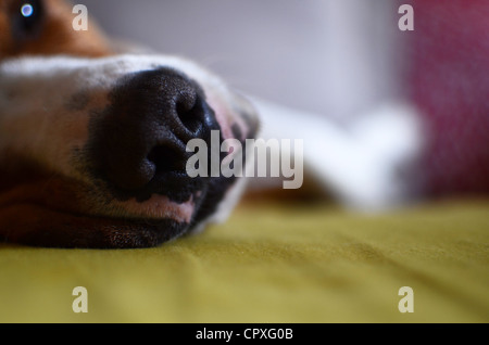 Hund, Verlegung auf sofa Stockfoto