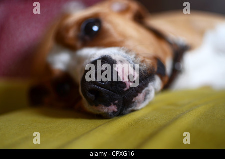 Hund, Verlegung auf sofa Stockfoto