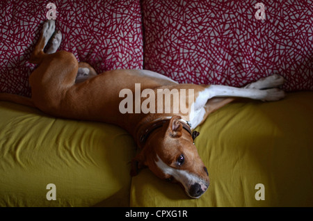 Verlegung auf Sofa in komischen Haltung Hund Stockfoto