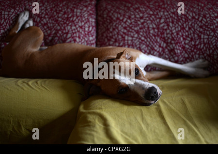 Verlegung auf Sofa in komischen Haltung Hund Stockfoto
