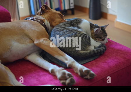 Hund und Katze schlafen zusammen auf sofa Stockfoto