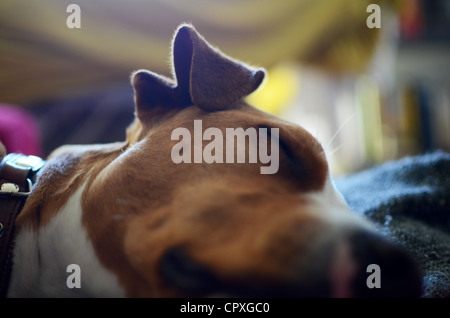 Hund, Verlegung auf sofa Stockfoto