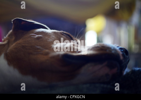 Hund, Verlegung auf sofa Stockfoto