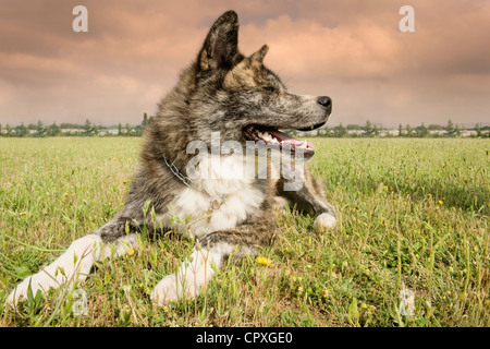 Porträt von einem Akita Inu in der Natur Stockfoto