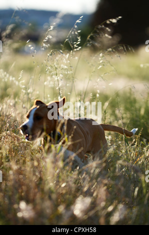 Hund genießt die Zeit in einem Feld bei Sonnenuntergang Stockfoto