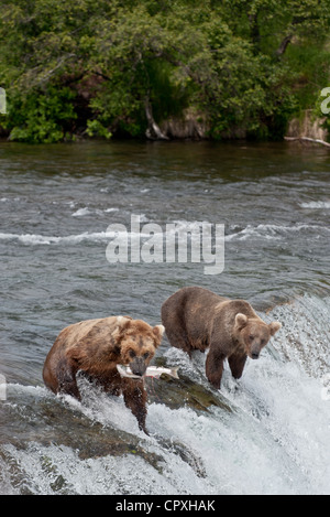 Zwei Grizzlybären (Braunbären) am Anfang Brooks fällt.  Ein Bär hat einen Fisch gefangen und hat es in den Mund Stockfoto