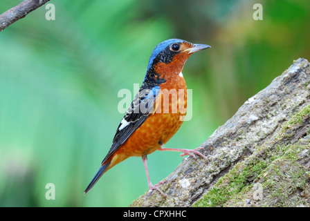 schöne männliche weiße-throated Rock-Soor (Monticola Gularis) Stockfoto