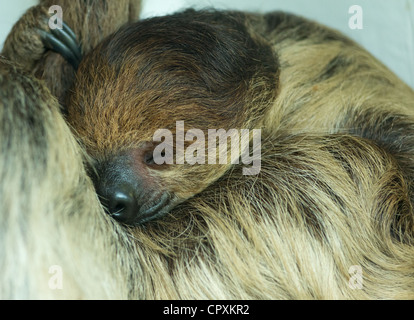 Hoffmanns zwei toed Sloth Choloepus Hoffmanni schlafen. Stockfoto
