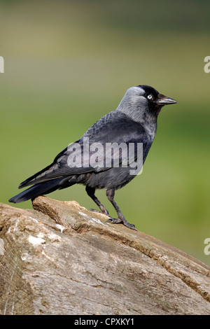 Dohle, Corvus Monedula, einziger Vogel auf Zweig, Warwickshire, Mai 2012 Stockfoto