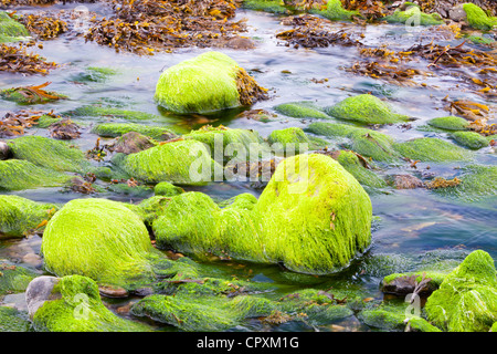 Algen in Broadford, Isle Of Skye, Schottland, Großbritannien. Stockfoto