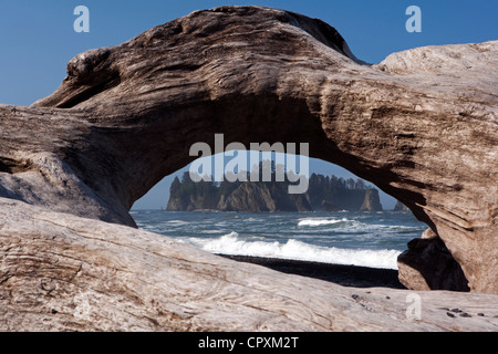 Meer-Stacks und Treibholz am Rialto Strand, in der Nähe von La Push, Washington, USA Stockfoto