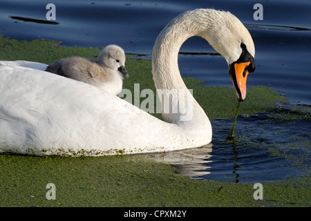 Höckerschwan, Cygnus Olor, Weibchen mit jungen auf Rücken, London, Mai 2012 Stockfoto