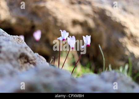 Cyclamen Cyprium (Zypern Alpenveilchen) Wilde Blume wächst auf einem Felsen, Akamas-Halbinsel, Zypern Stockfoto