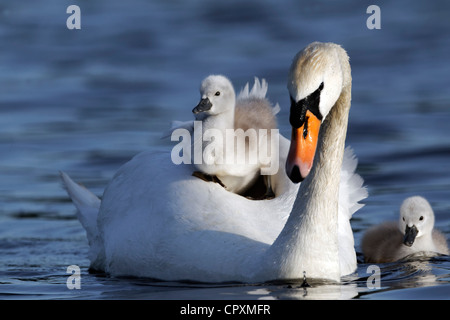 Höckerschwan, Cygnus Olor, Weibchen mit jungen auf Rücken, London, Mai 2012 Stockfoto