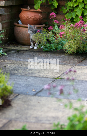 Eine inländische Kätzchen versteckt zwischen einem Blumentopf und einer Pflanze in einem gepflasterten Garten Stockfoto