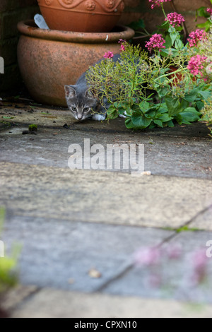 Eine inländische Kätzchen versteckt zwischen einem Blumentopf und einer Pflanze in einem gepflasterten Garten Stockfoto