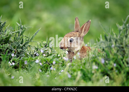 Kaninchen Oryctolagus Cuniculus, einzelne junge Säugetier in Rasen, Warwickshire, Mai 2012 Stockfoto
