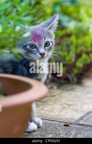 Eine inländische Kätzchen stehen hinter einem Blumentopf in einem gepflasterten Garten Stockfoto
