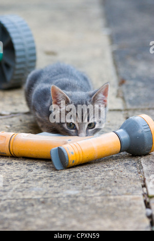 Eine inländische Kätzchen auf dem Boden liegend hinter ein Gartenhaus mit schelmischen Augen blickte Stockfoto