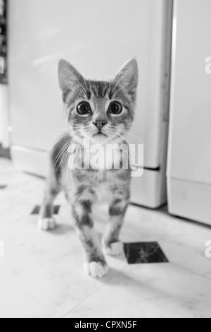 Eine inländische Kätzchen in der Küche stehen, mit unschuldigen Augen blickte Stockfoto