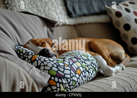 Hund schläft auf sofa Stockfoto