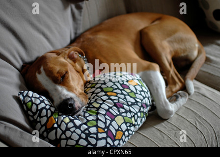 Hund schläft auf sofa Stockfoto