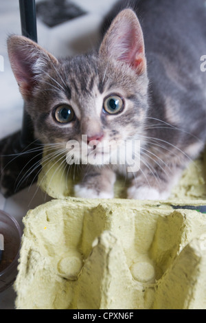 Eine inländische Kätzchen mit seinen Pfoten in einen Eierkarton mit unschuldigen Augen blickte auf dem Boden liegend Stockfoto