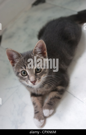 Eine inländische Kätzchen auf dem Boden liegend, mit unschuldigen Augen blickte Stockfoto