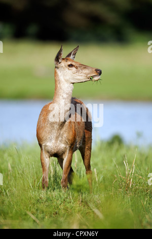 Roter Hirsch, Cervus Elaphus, alleinstehende Frau Gras, London, Mai 2012 Stockfoto
