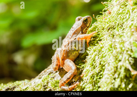 Frosch sitzend auf Moos Stockfoto