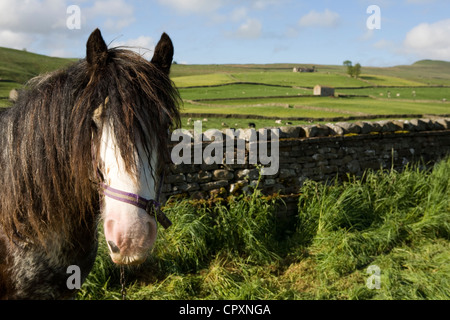 Yorkshire Dales  Horses und Ausrüstung, die Eigentum an Reisende, die Teilnahme an der jährlichen Appleby Horse fair, Cumbria Uk Stockfoto