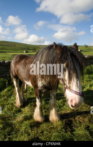 Pferde, Wagen und Ausrüstung, die Eigentum an Reisende, die Teilnahme an der jährlichen Appleby Horse fair, Cumbria Uk Stockfoto