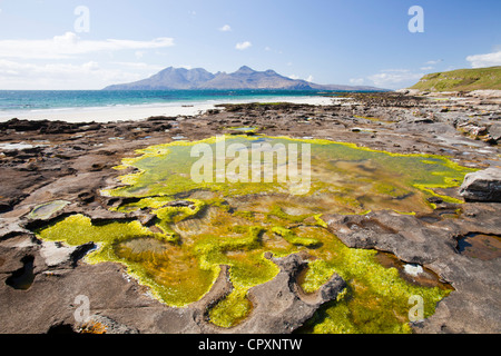 Felsen und Meer Unkraut in der Bucht Laig am Cleadale auf der Insel Eigg, mit Blick auf die Isle of Rum, Schottland, UK. Stockfoto